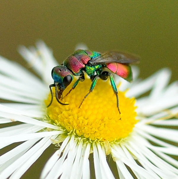 Chrysididae